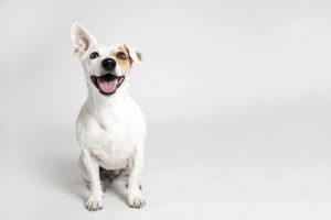 Studio,portrait,of,the,dog,on,the,white,background