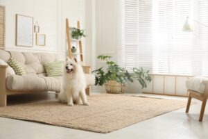 Adorable,samoyed,dog,in,modern,living,room
