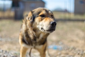 Los ataques de perros pueden ser difíciles de recuperar financiera, físicamente y mentalmente. Con la ayuda de un abogado de mordeduras de perros de Colorado, puede buscar alivio financiero presentando una demanda.